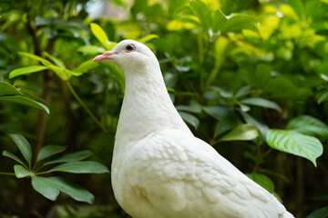 a domestic white pigeon near plants
