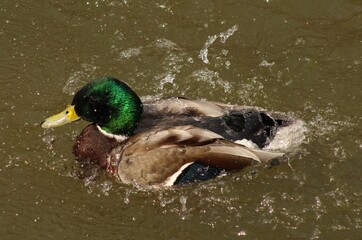 Mallard drake swimming in the creek, Canada 