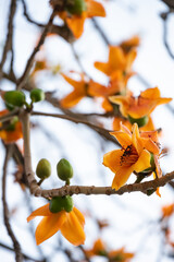 gold color of blooming Bombax ceiba or red cotton vertical composition