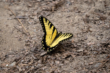Fototapeta na wymiar butterfly on dirt path in the forest