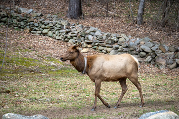 Naklejka na ściany i meble manitoban elk with tracking collar in the great smoky mountains national park