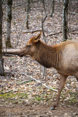 closeup of a cow manitoban elk in the woods