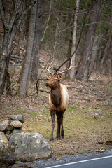 bull elk walking out from the woods