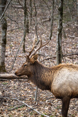 closeup of a bull manitoban elk in the woods