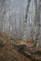 mist drifting through a leave-less birch grove in the mountains