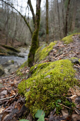 moss on a rock along a forested creek