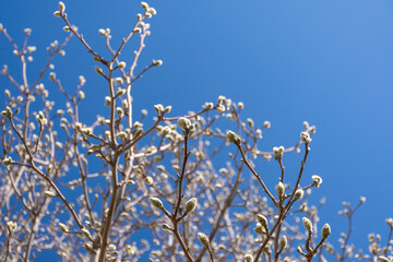 Bud filled branches of a magnolia tree in early spring.
