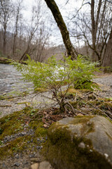 small evergreen tree on the edge of a river