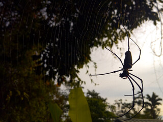 Spider on the web in nature in the morning.