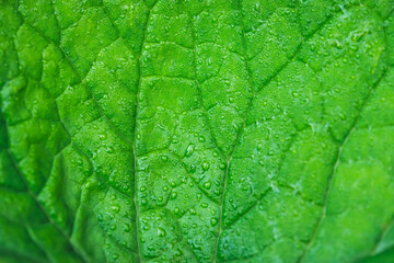 Vivid natural texture of wet green leaf with veins. Minimalist nature background with dew drops on green leaf surface. Beautiful minimal backdrop with droplets on leaf in macro. Nature texture of leaf