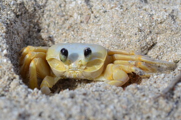 crab on the beach