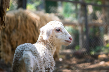 A young white sheep in funny cute and naughty moment action during stay with it family. Animal and...