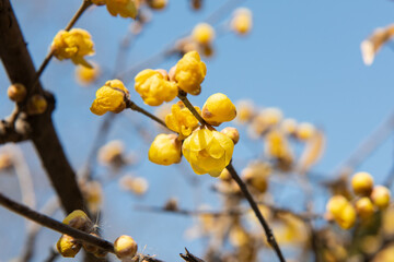 Wintersweet blossoms, Chimonanthus praecox, bloom in mid February in a park