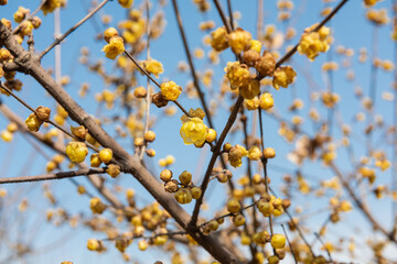 Wintersweet blossoms, Chimonanthus praecox, bloom in mid February in a park