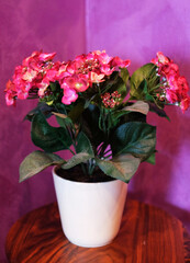 Flower pot on the table