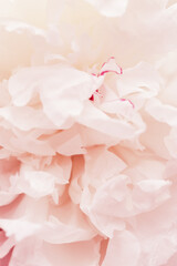 Beautiful floral nature background from white pink peonies. Tender flower petals close up. Natural flowery backdrop.