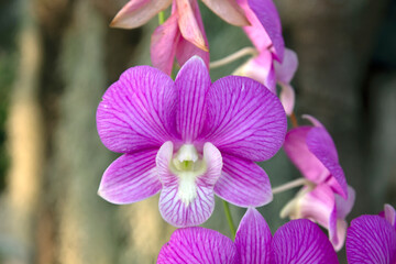Orchid flower in tropical garden.Orchids Floral background