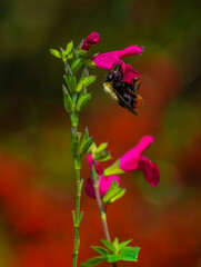 Abejorro polinizando. Canelones, Uruguay