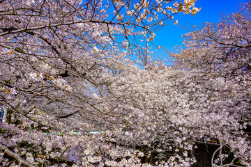 Cherry Blossoms