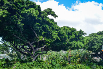 ハワイ、オアフ島の情景