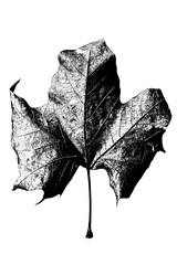 Dry and Cracked Autumn Leaf Isolated