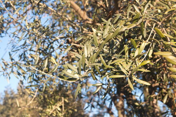 Mediterranean olive tree, Olea europeana sylvestris, evening light