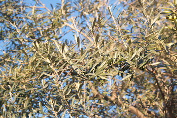 Mediterranean olive tree, Olea europeana sylvestris, evening light