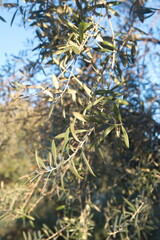 Mediterranean olive tree, Olea europeana sylvestris, evening light