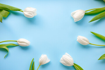 women day. Mother day .White tulips on pink background.Spring flowers.Flowery background.