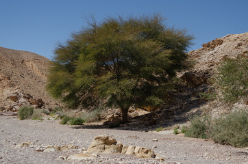 Fototapeta na wymiar mountain landscape with a lone green tree in Timna Park in Israel