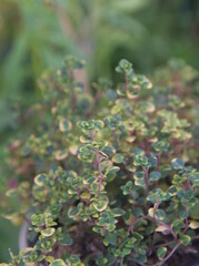 Lemon thyme, Thymus vulgaris, thymes - aromatic and medicinal plant