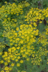 Obraz premium Flowering dill, garden of aromatic herbs, medicinal, culinary plant
