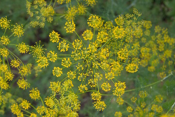 Flowering dill, garden of aromatic herbs, medicinal, culinary plant