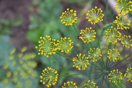 Flowering dill, garden of aromatic herbs, medicinal, culinary plant