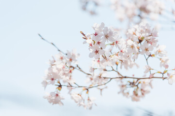 Obraz premium 満開の桜