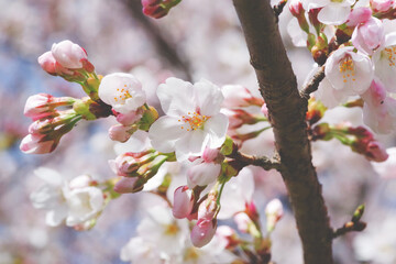 桜の花