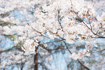 満開の桜