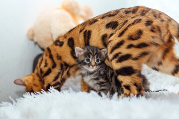 Bengal cat with her little kitten on the white fury blanket