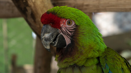 Loro de color verde con frente rojo