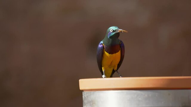 This slow motion video captures a stunning and colorful wild golden-breasted starling (Lamprotornis regius) perched on a feeding bowl and eating mealworms.