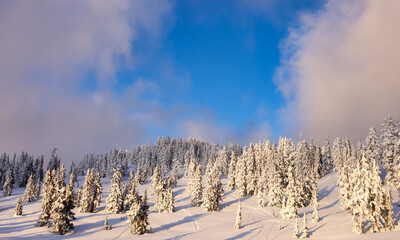 View of Canadian Nature Landscape on top of snow covered mountain and green trees during spring sunset. Taken on a snowshoe hike up Elfin Lake in Squamish, North of Vancouver, BC, Canada.