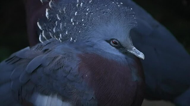 This macro portrait video shows a close up view of a beautiful Victoria Crowned Pigeon (Goura victoria) bird blinking it's red eyes.