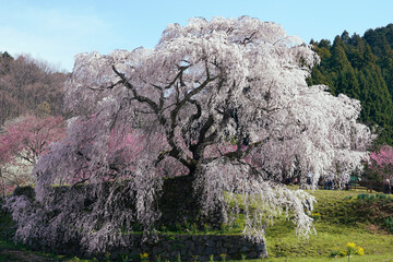 Sakura in Nara