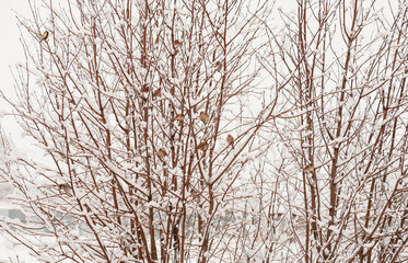 Fototapeta na wymiar Birds on snow-covered rowan bushes on a cloudy morning. Selective focus.