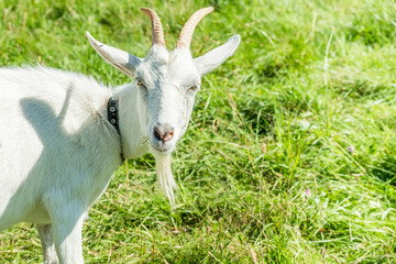 Obraz premium Cute white goat graze on the meadow with fresh green grass in the village. Organic animal husbandry.