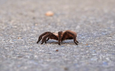 tarantula taking a walk