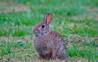 Fototapeta premium bunny in the rain