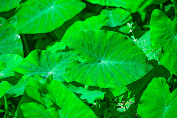 green leaves background