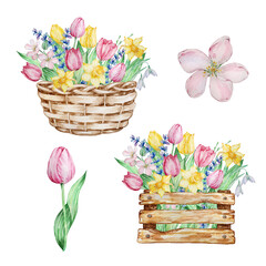 Watercolor painting spring flowers, basket and box with tulips