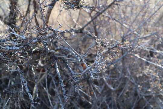 Antelope Bitterbrush